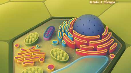 Cellulose: A Plant Cell Biology Game